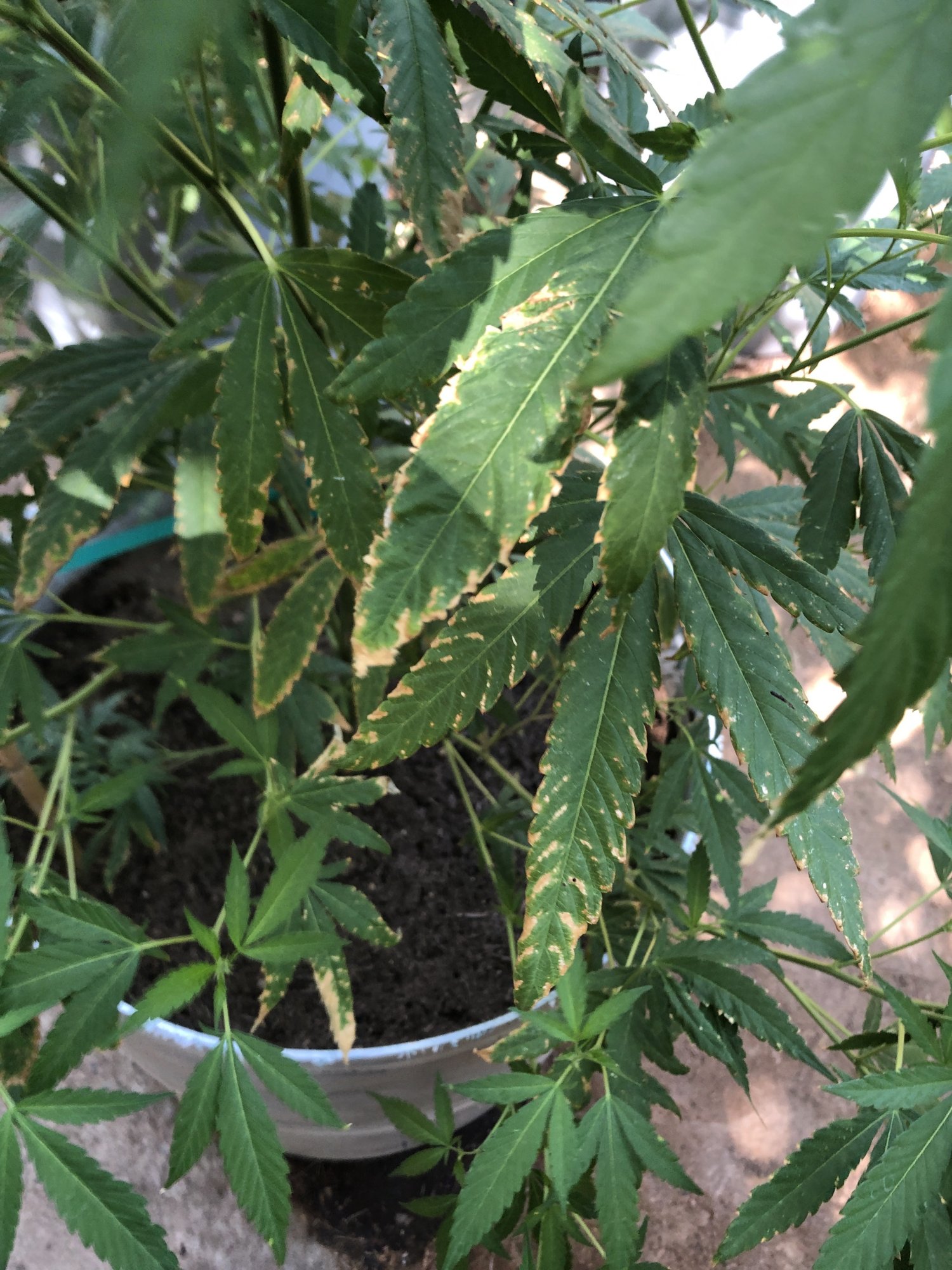 Need outdoor grow help brown edges all over 2