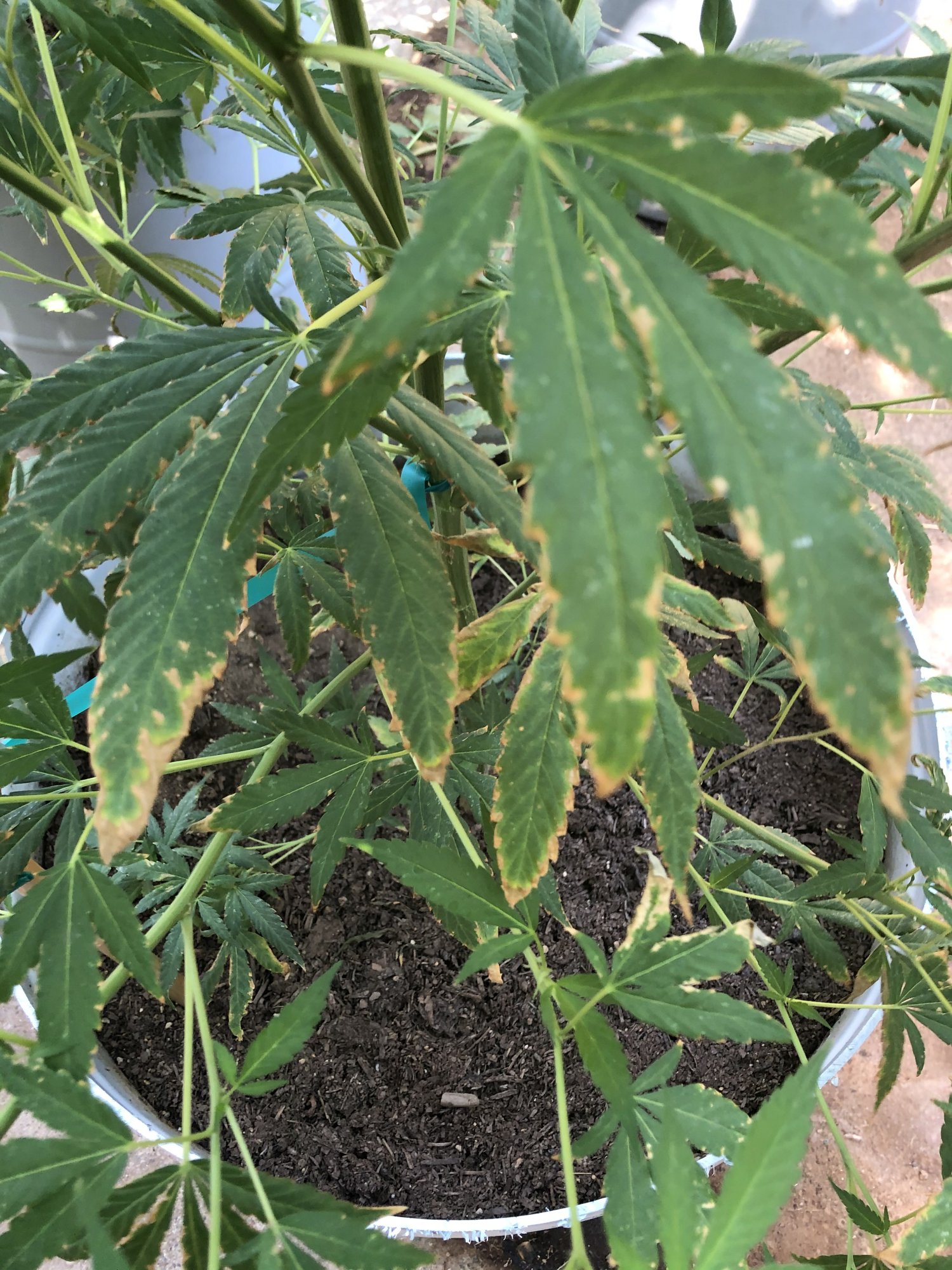 Need outdoor grow help brown edges all over 4