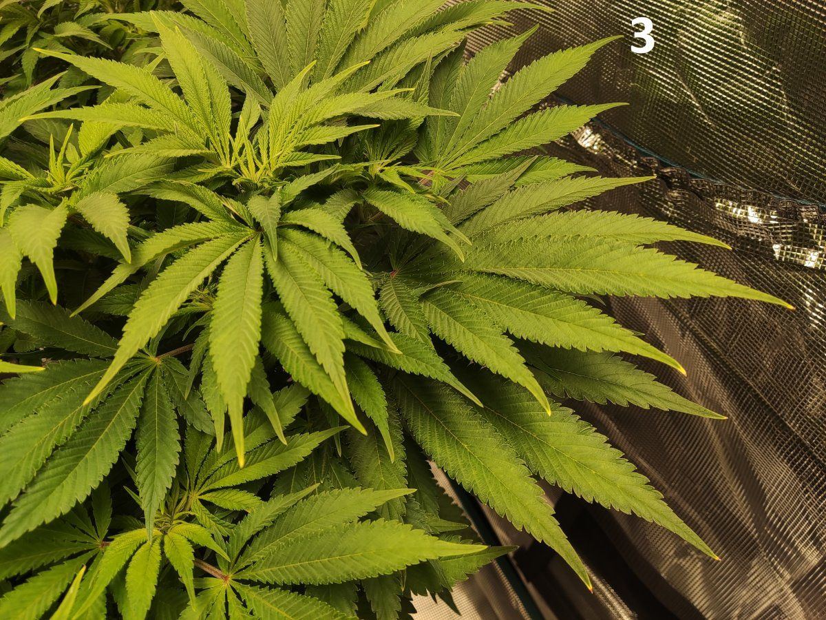 Need some advice mega crop v3 coco dtw 11