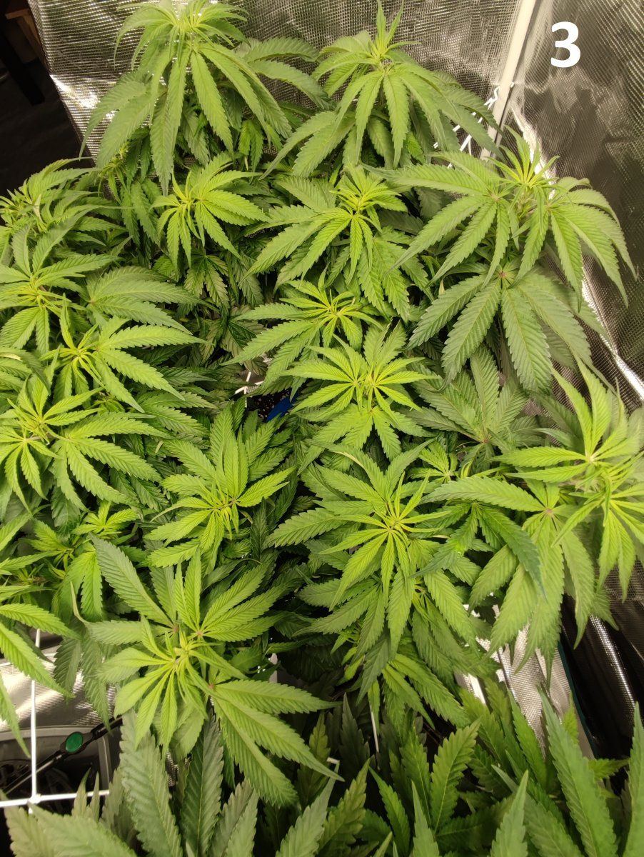 Need some advice mega crop v3 coco dtw 12