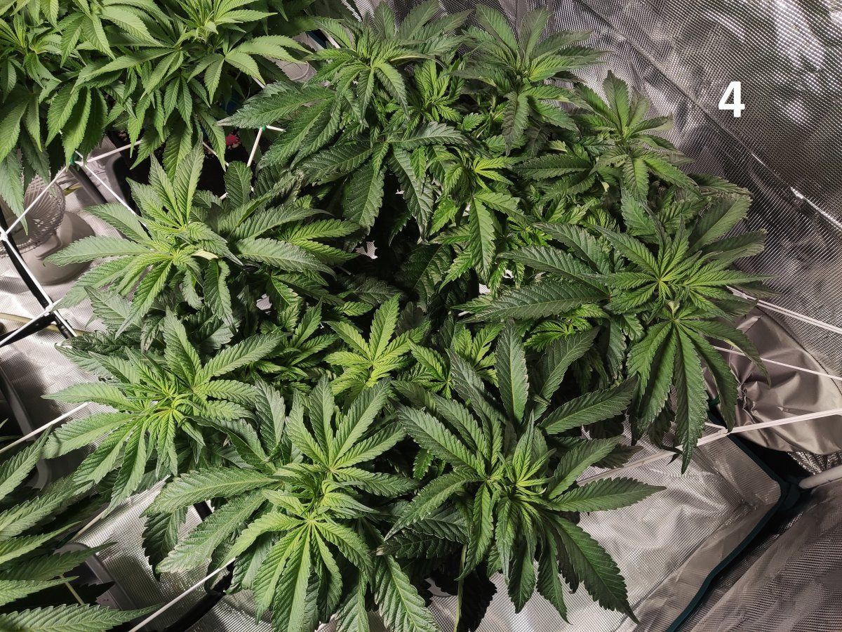 Need some advice mega crop v3 coco dtw 13