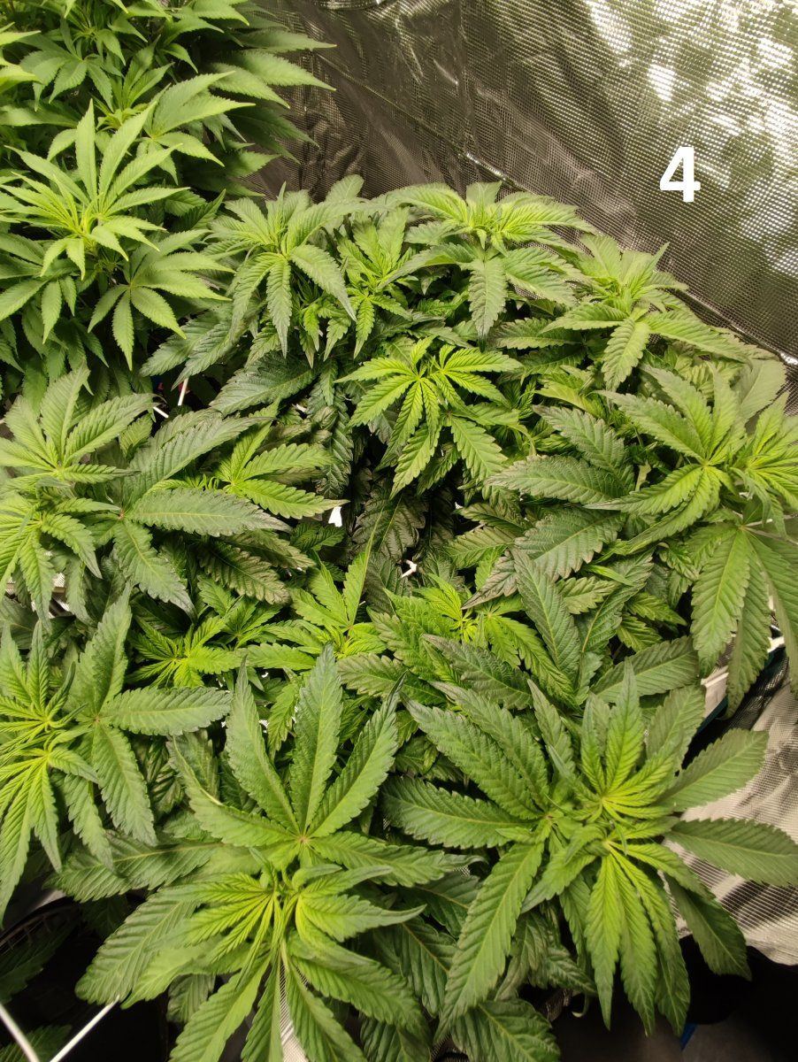 Need some advice mega crop v3 coco dtw 15