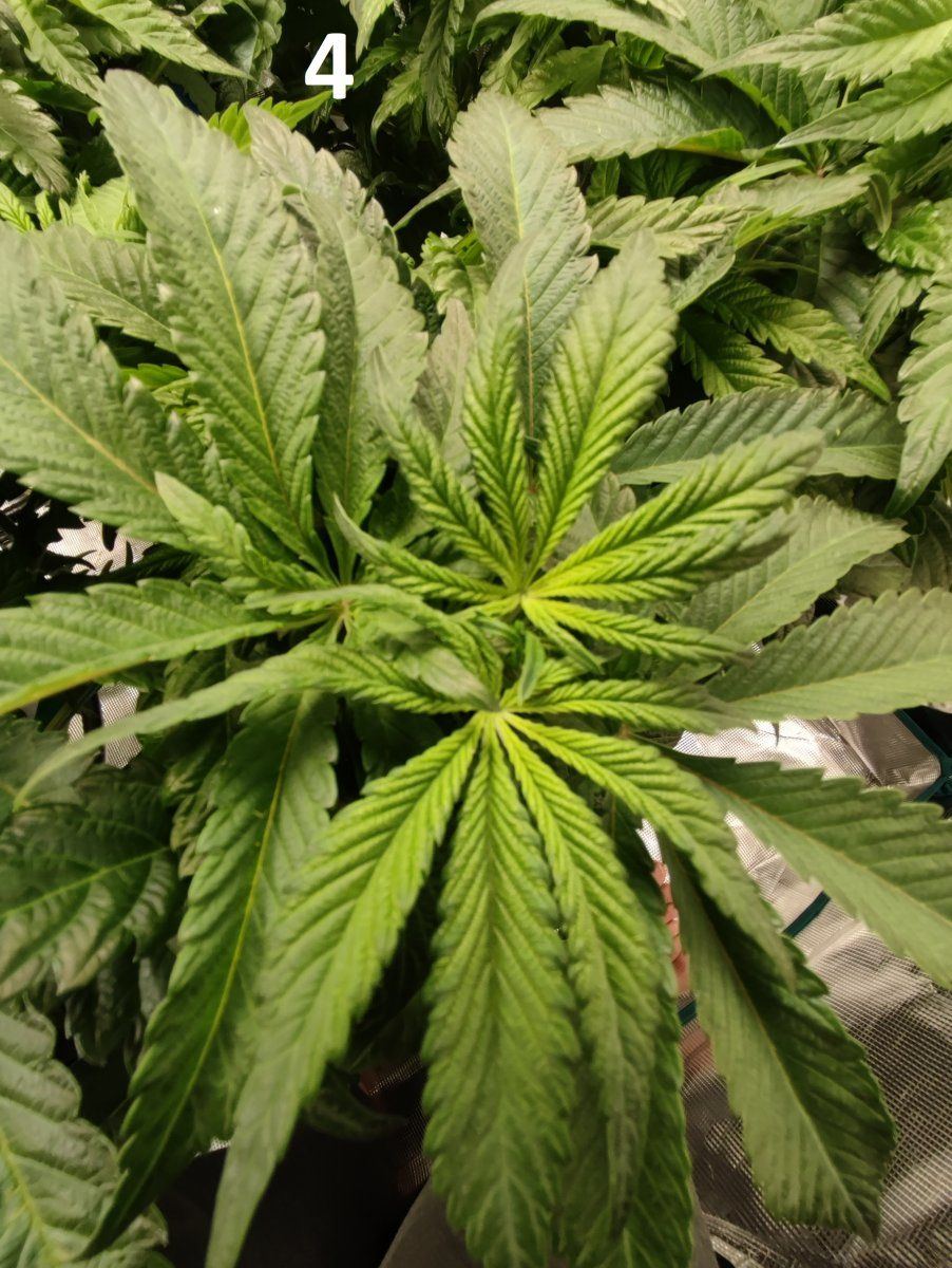 Need some advice mega crop v3 coco dtw 16