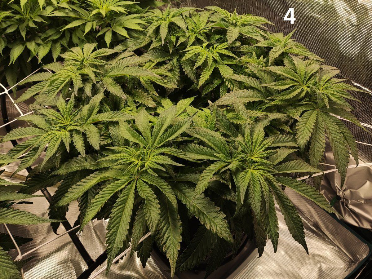 Need some advice mega crop v3 coco dtw 17