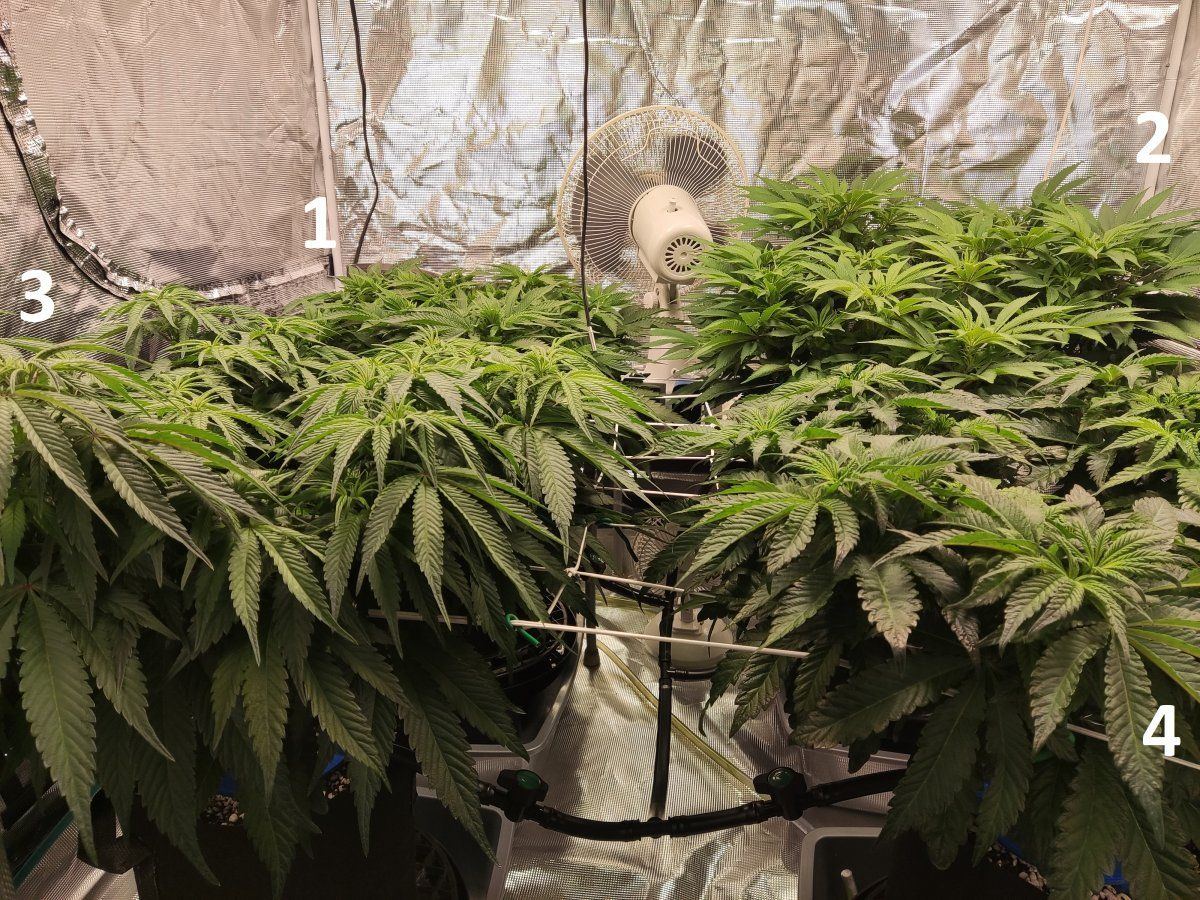 Need some advice mega crop v3 coco dtw 2