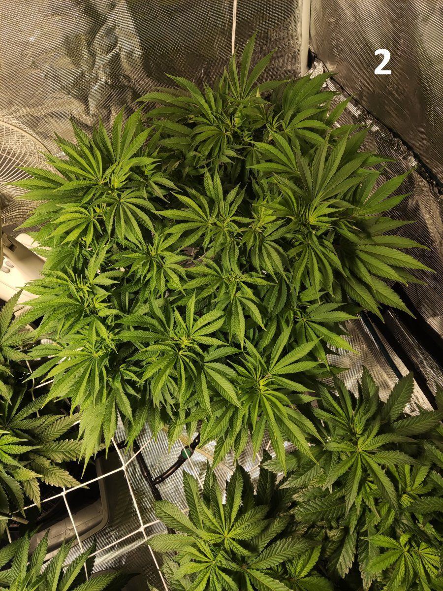 Need some advice mega crop v3 coco dtw 3