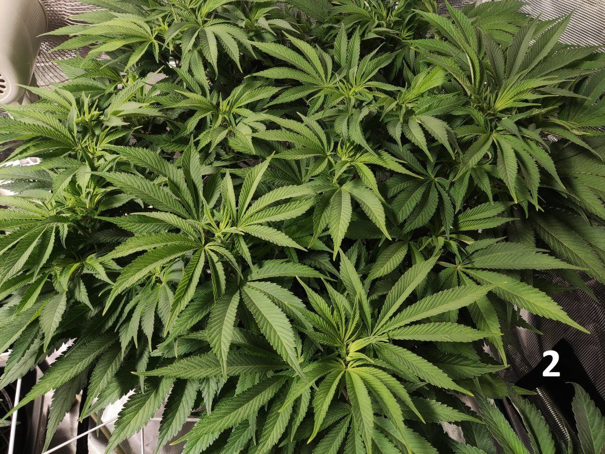 Need some advice mega crop v3 coco dtw 4
