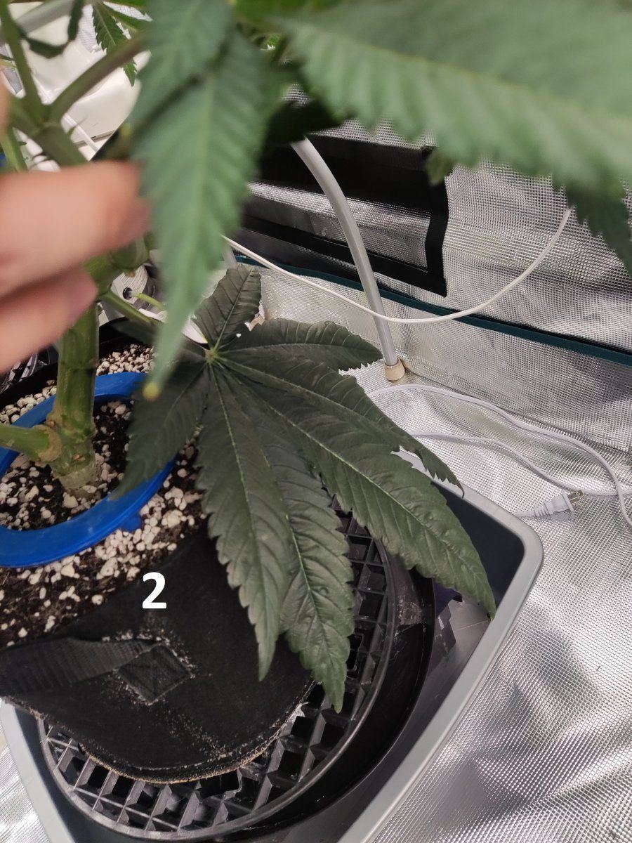 Need some advice mega crop v3 coco dtw 6