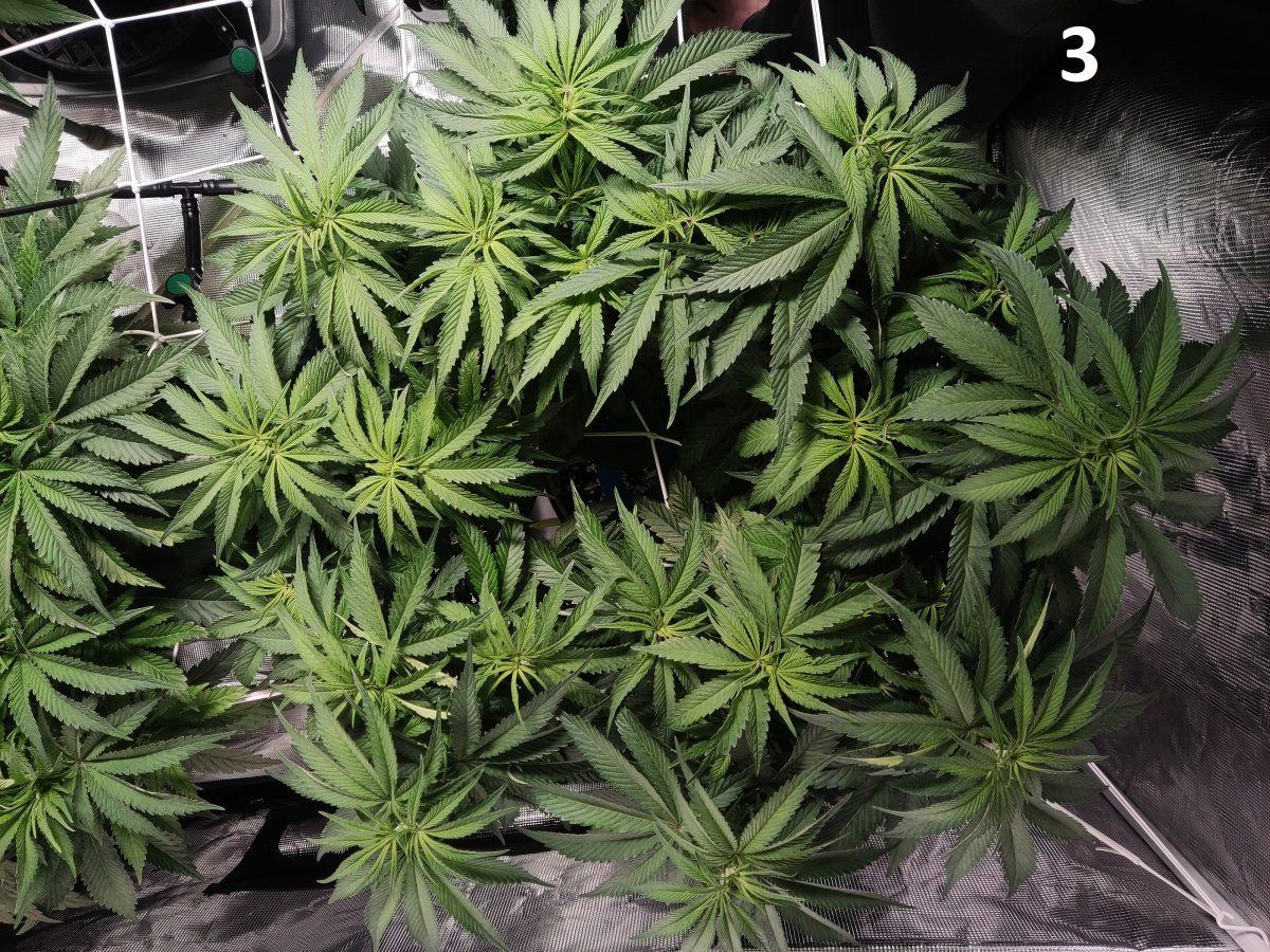 Need some advice mega crop v3 coco dtw 9