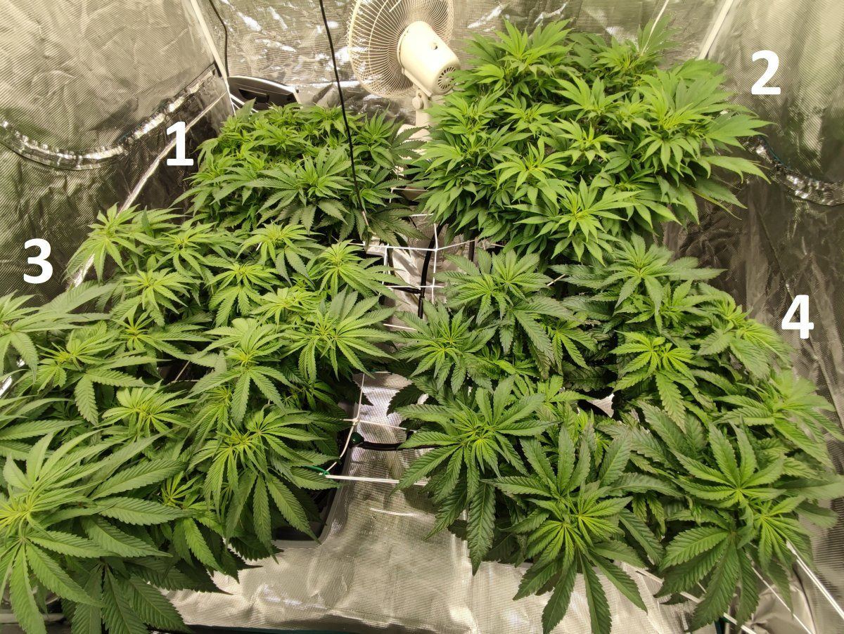Need some advice mega crop v3 coco dtw