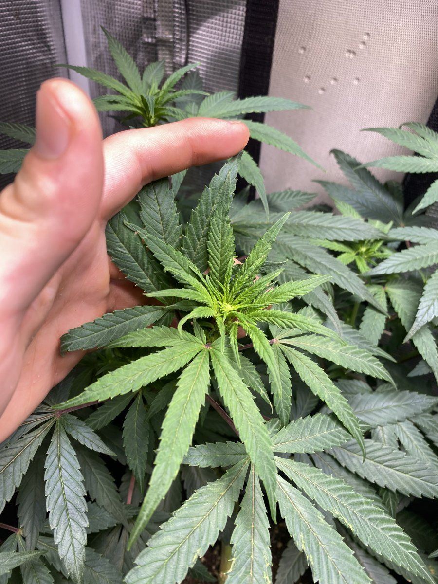 Need some advice on ferting 3
