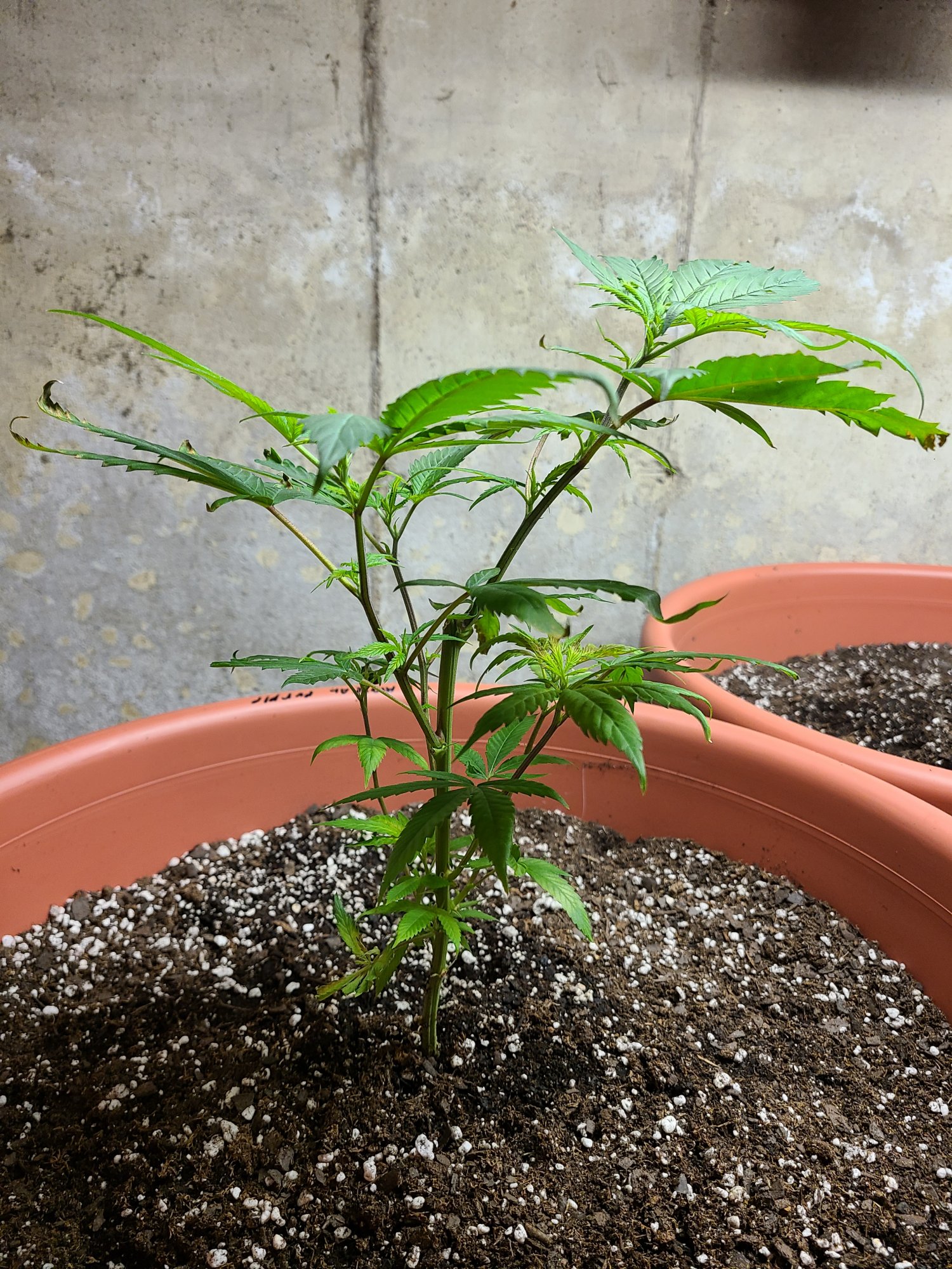 Need some advice on topping
