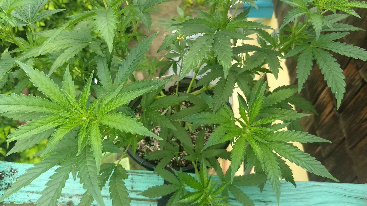 Need some advice over early flower problems 2