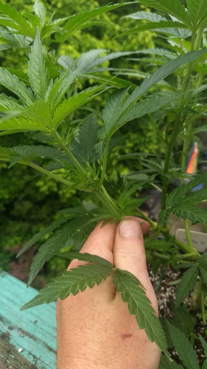 Need some advice over early flower problems 3