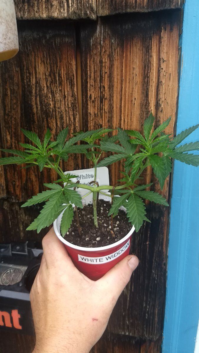 Need some advice over early flower problems 4