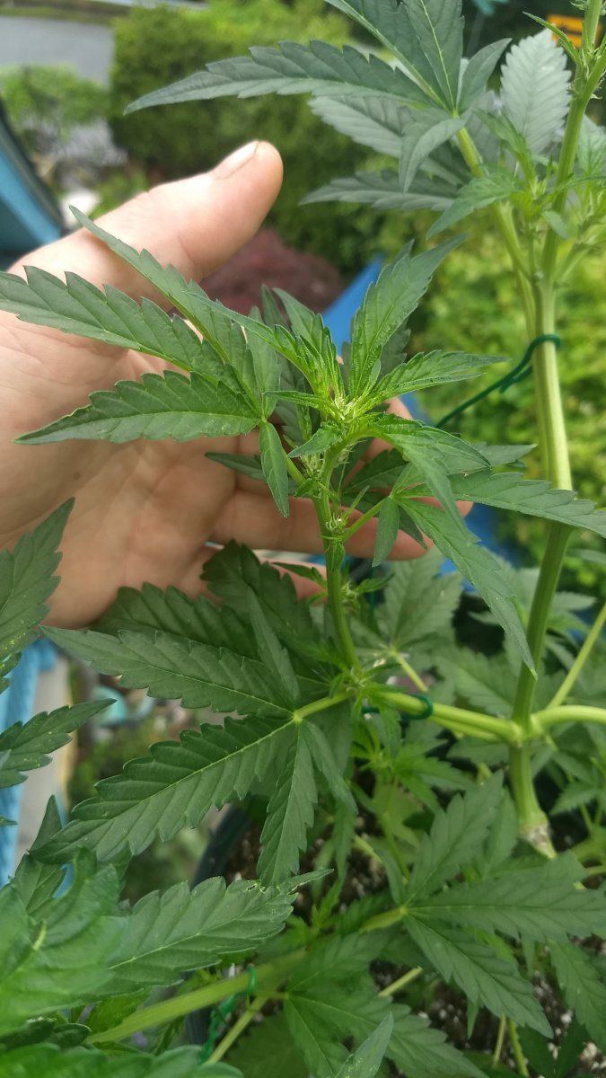Need some advice over early flower problems