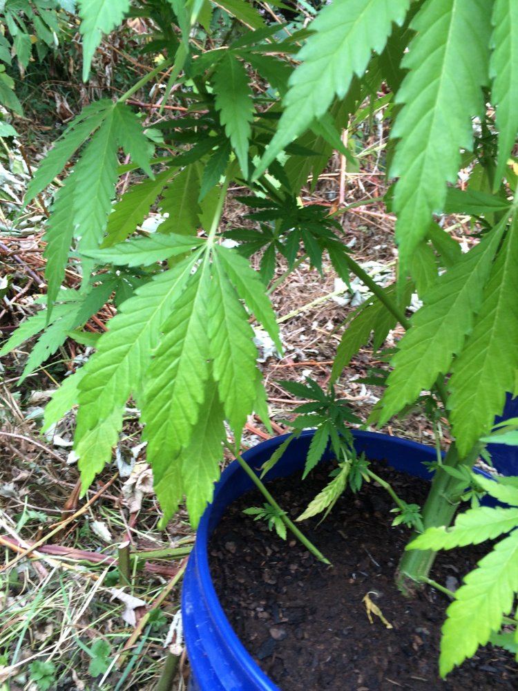 Need some advisement and direction on pruning my plants 15