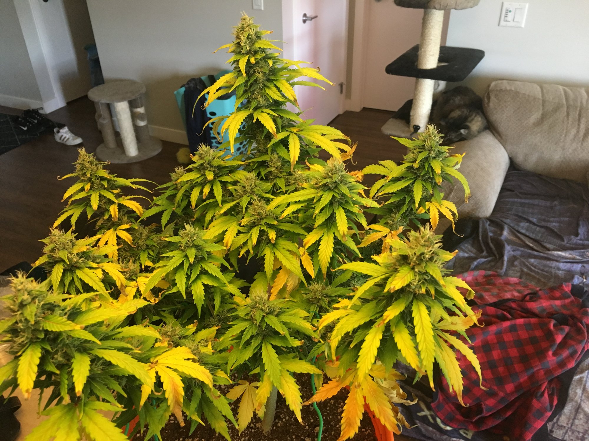 Need some help 5