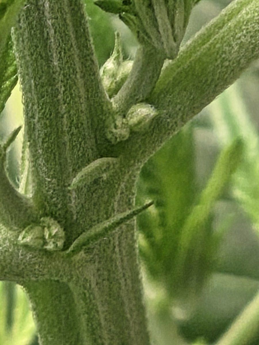 Need some help again is she herm 3