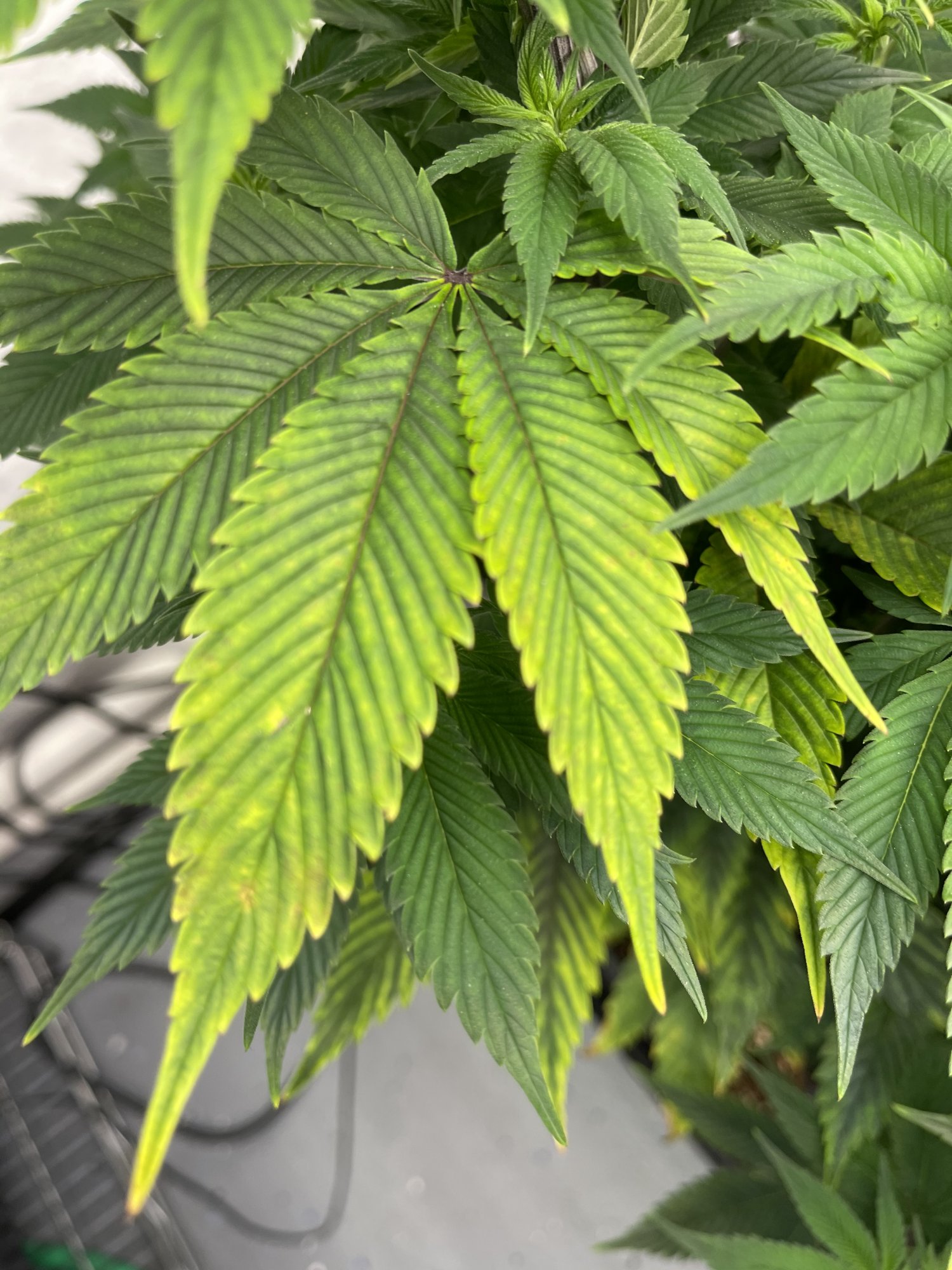 Need some help deficiency  light  ph 3