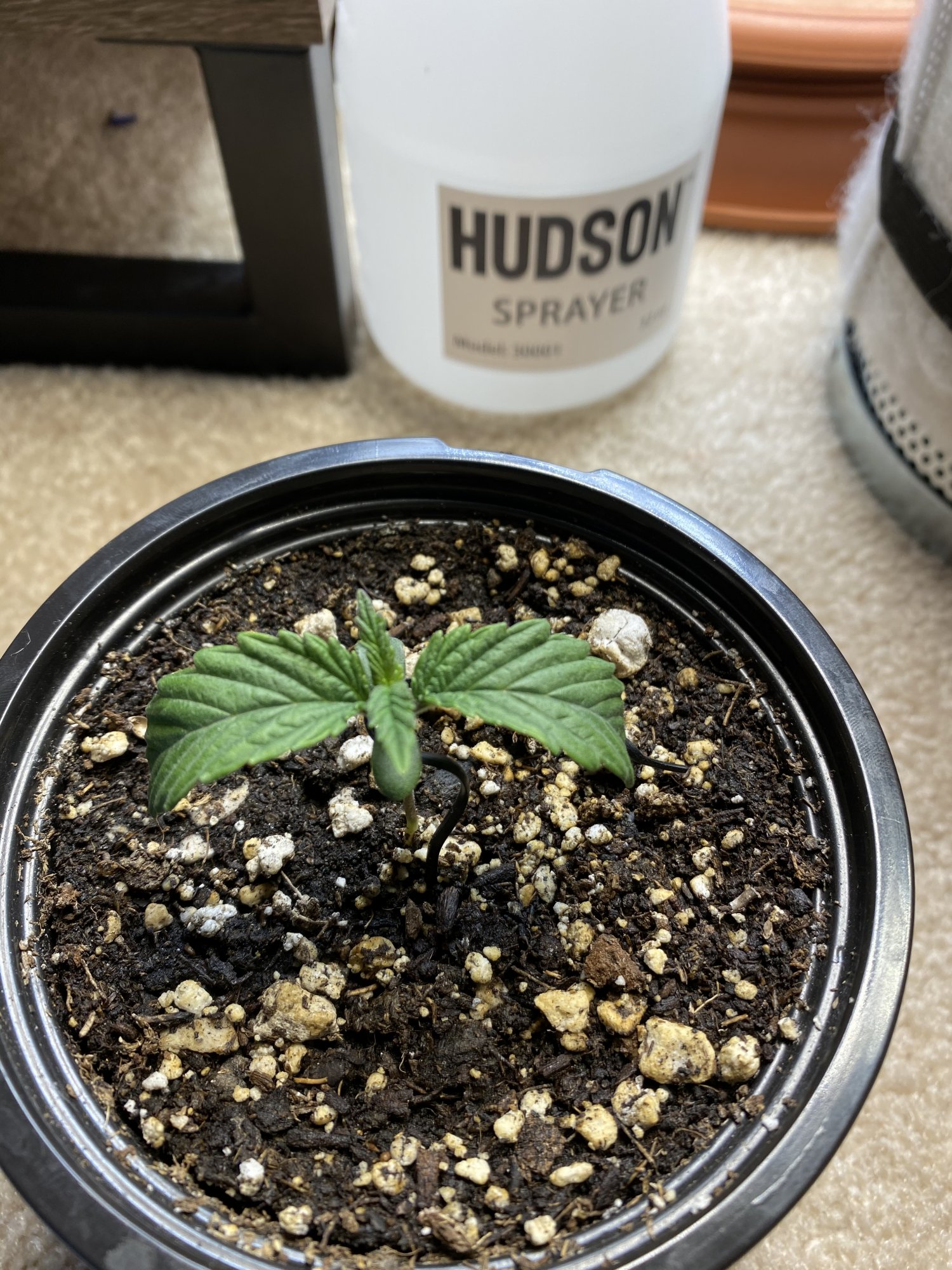 Need some help droopy leaves healthy plant 3