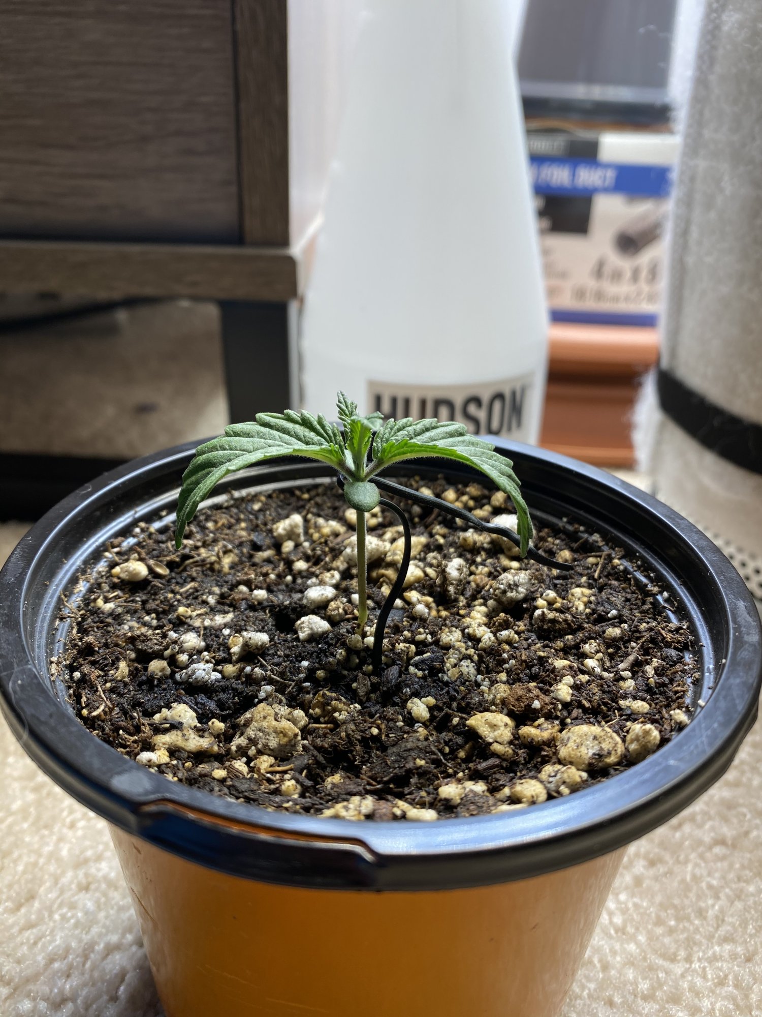 Need some help droopy leaves healthy plant 4