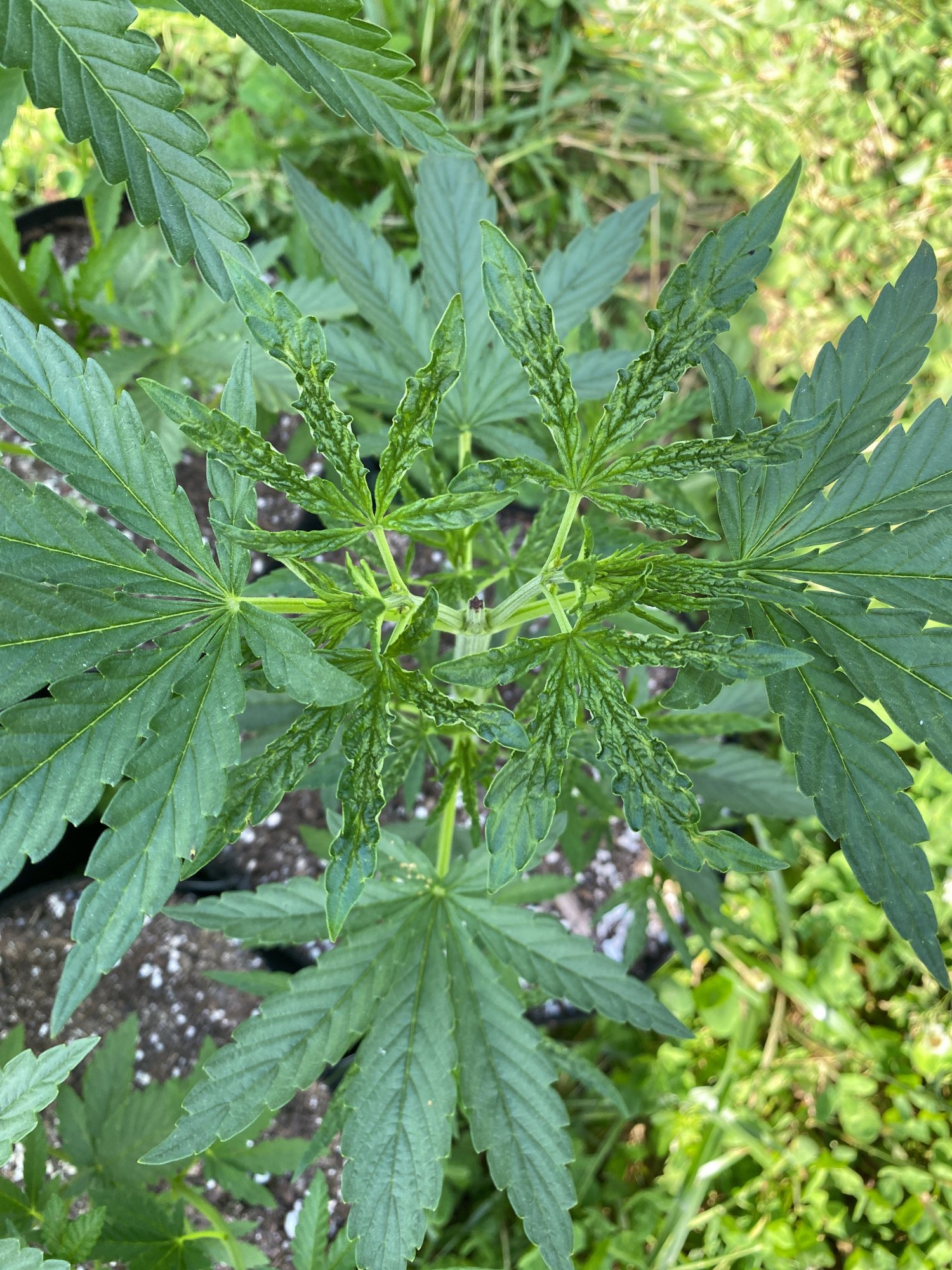 Need some help first time outdoor grow