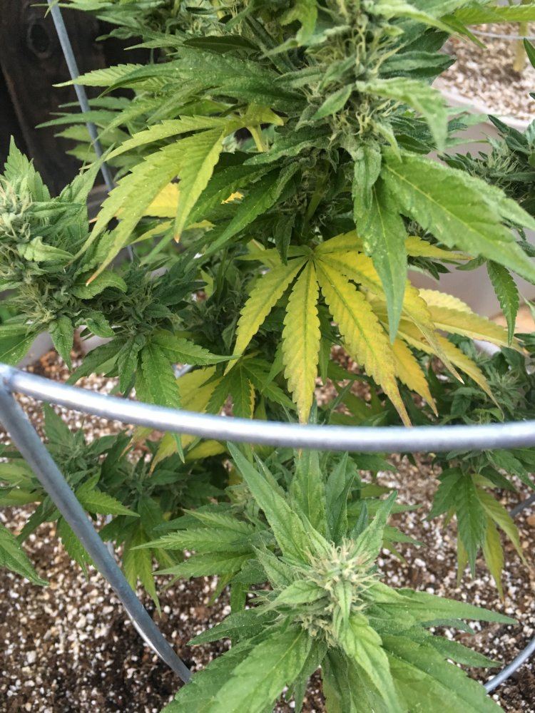 Need some help please plants turning yellow 10