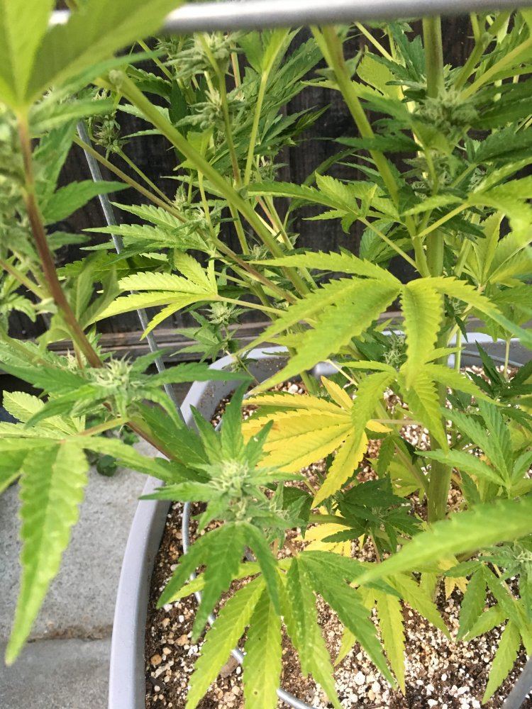 Need some help please plants turning yellow 11