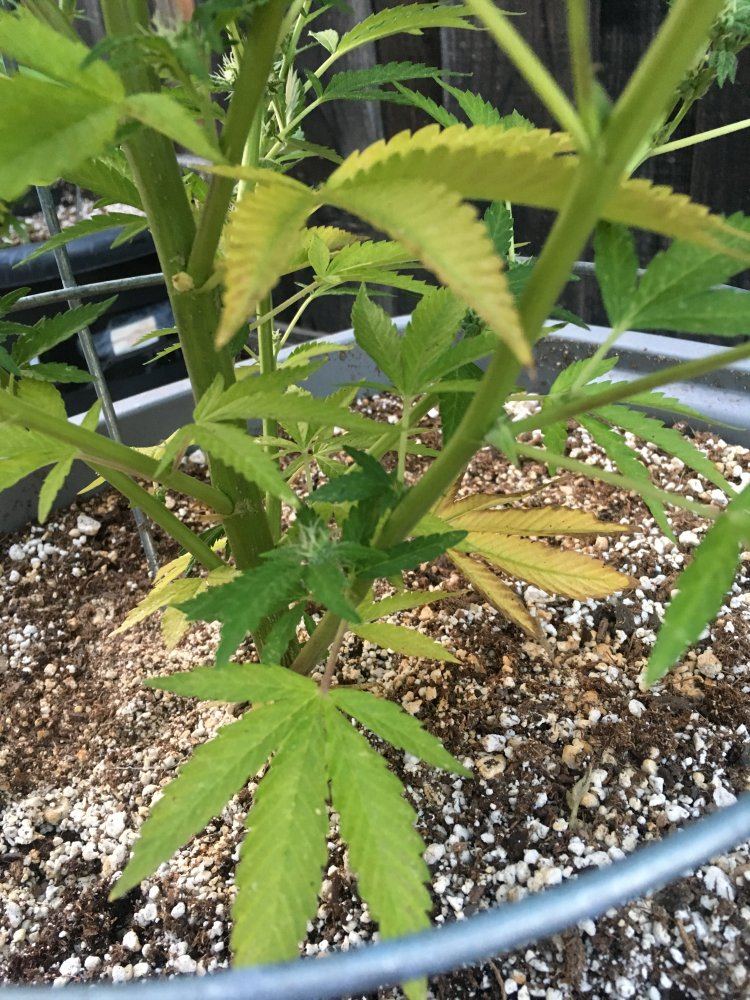 Need some help please plants turning yellow 12