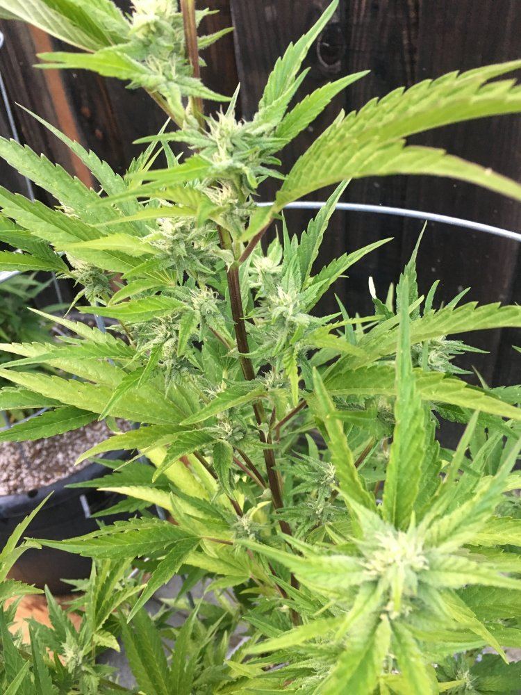 Need some help please plants turning yellow 13