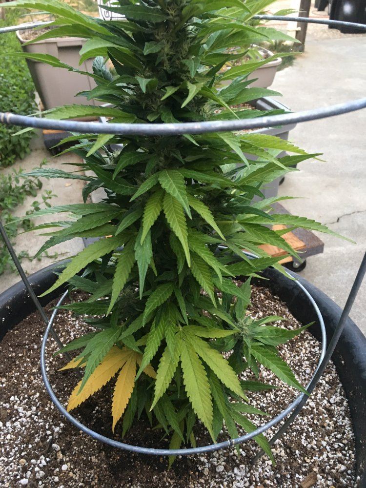 Need some help please plants turning yellow 14