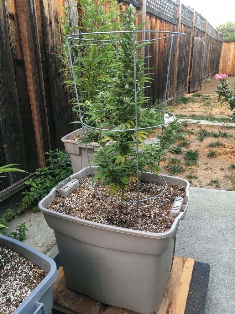 Need some help please plants turning yellow 3
