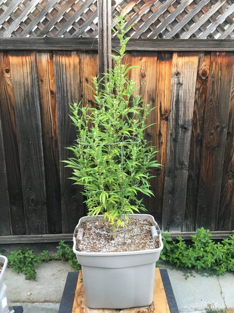 Need some help please plants turning yellow 4