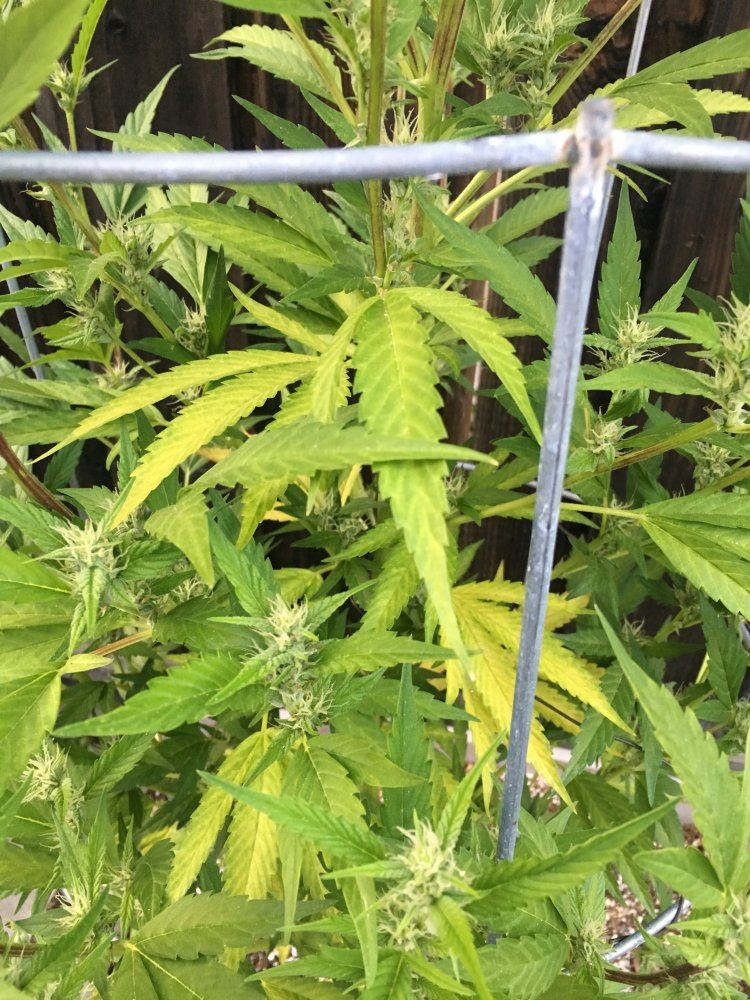 Need some help please plants turning yellow 5