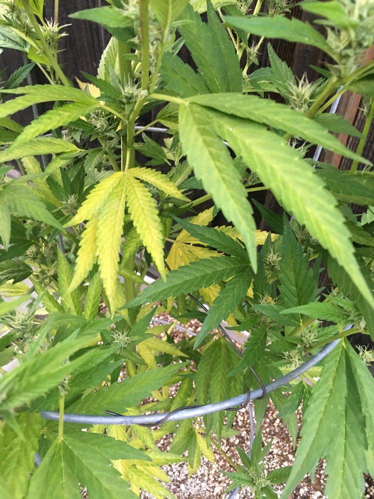 Need some help please plants turning yellow 6