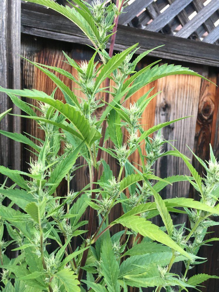 Need some help please plants turning yellow 7