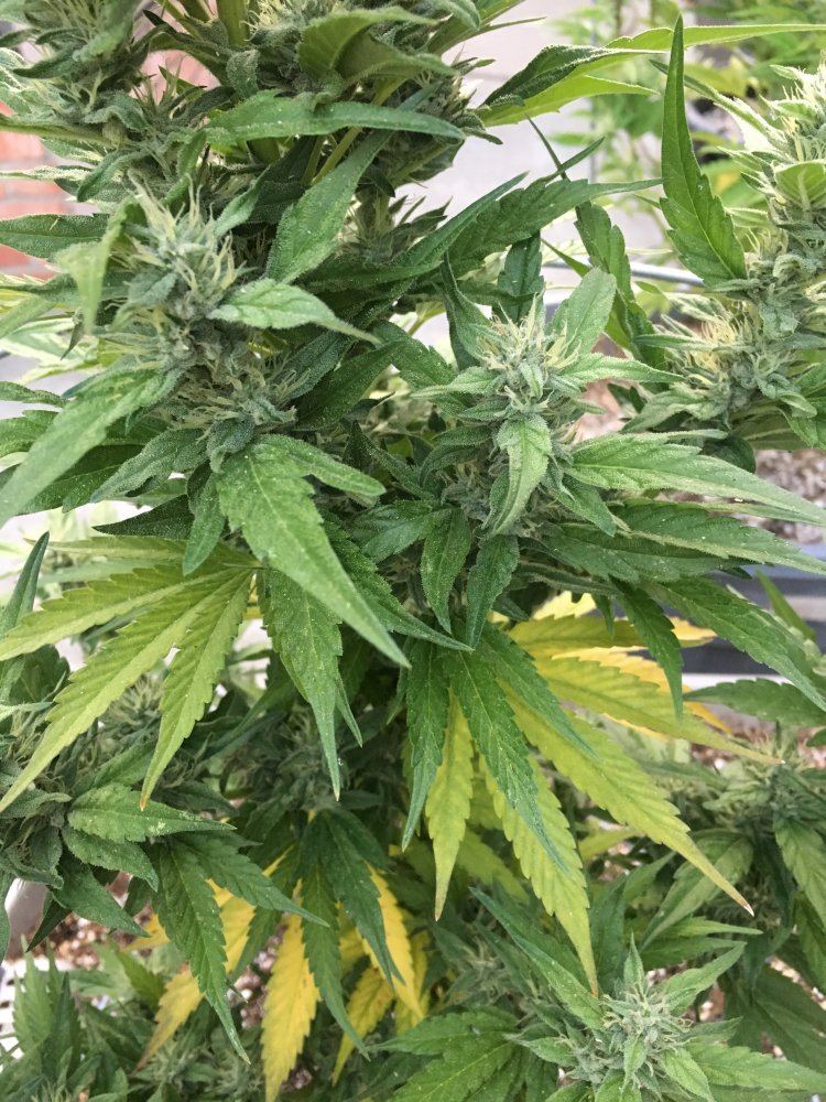 Need some help please plants turning yellow 8