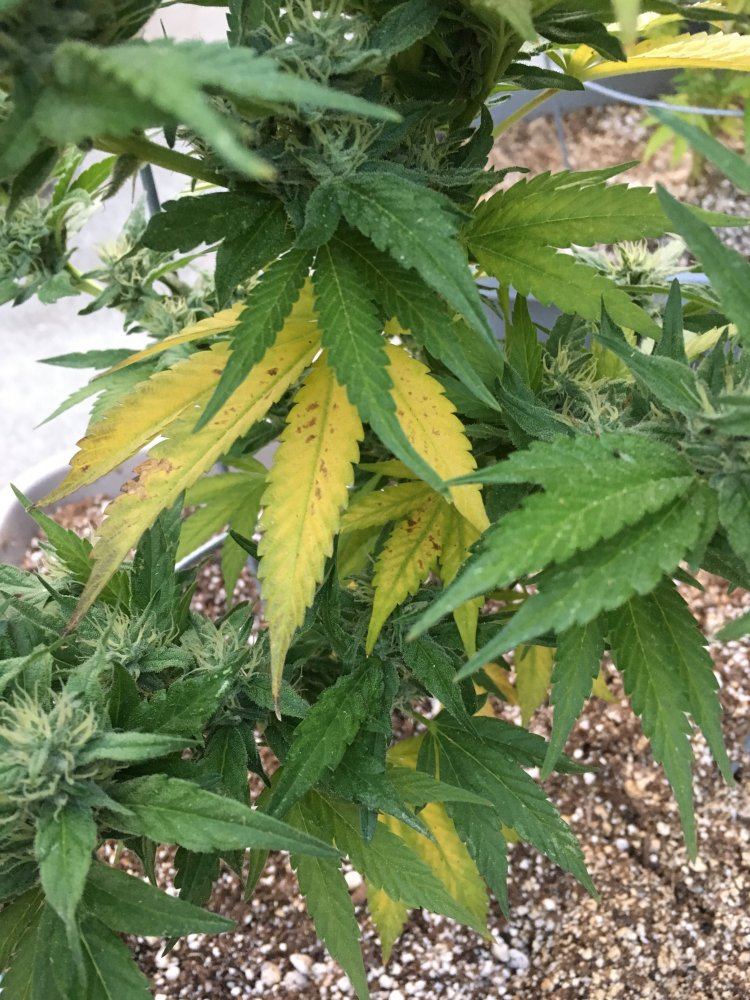 Need some help please plants turning yellow 9