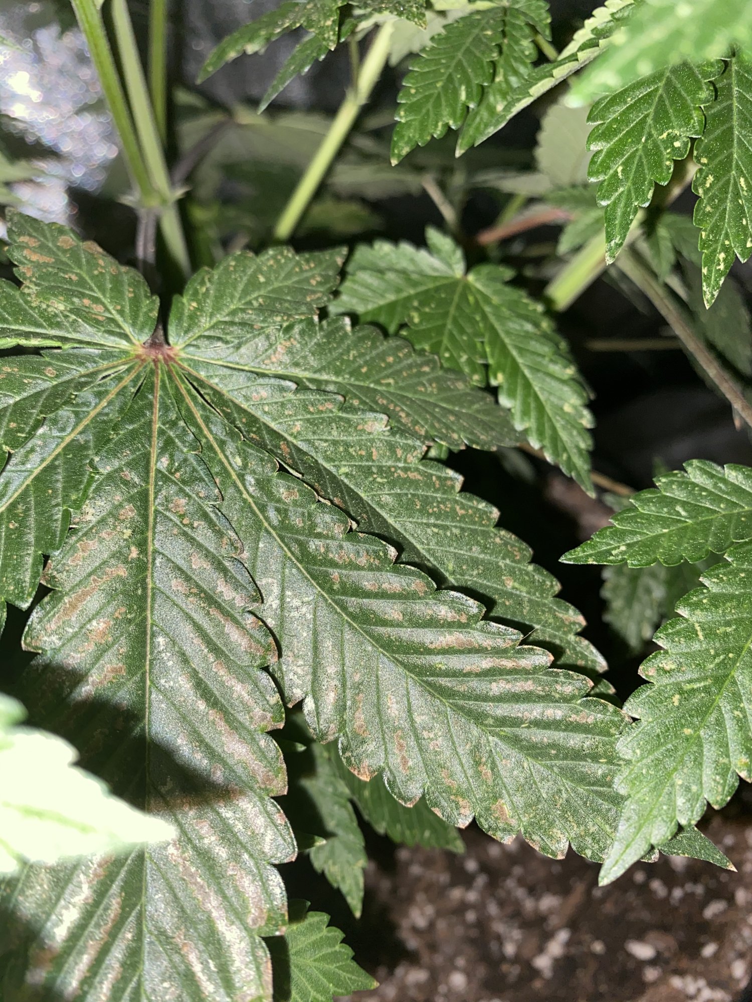 Need some help spots on leaves