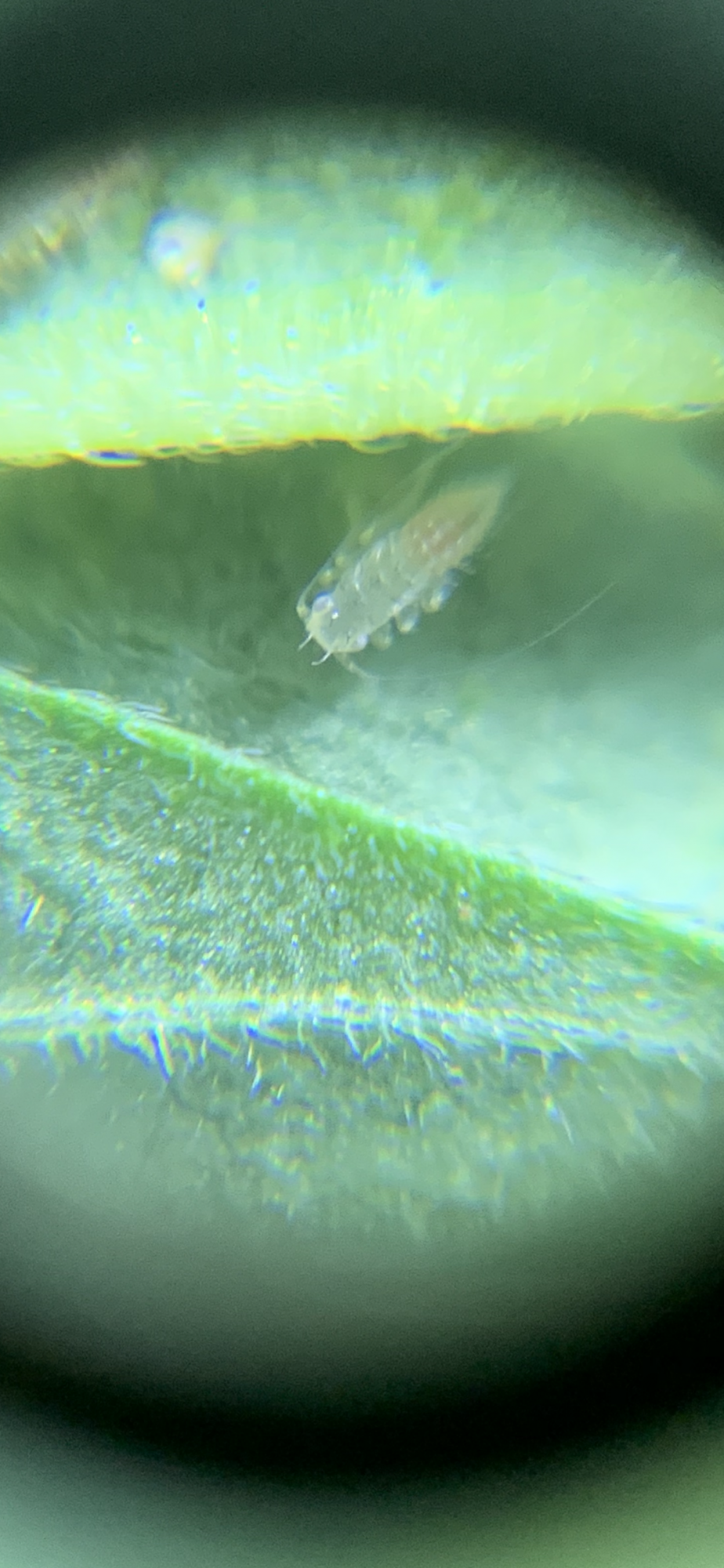 Need some help with bug identification 3