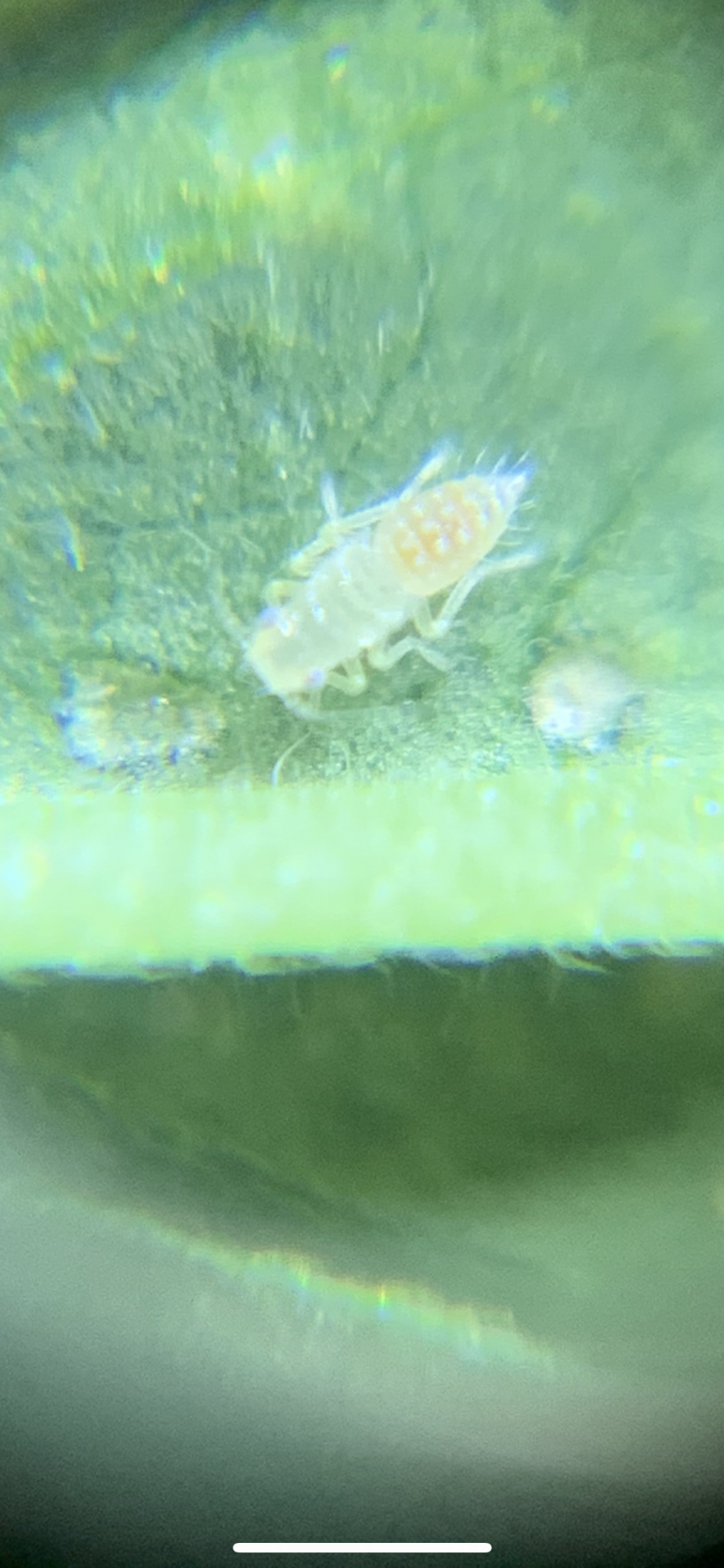 Need some help with bug identification 4