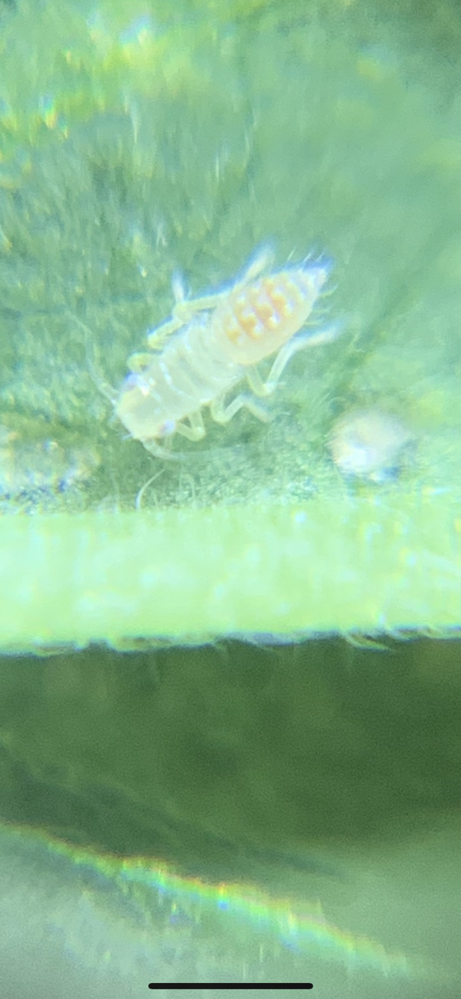 Need some help with bug identification 5