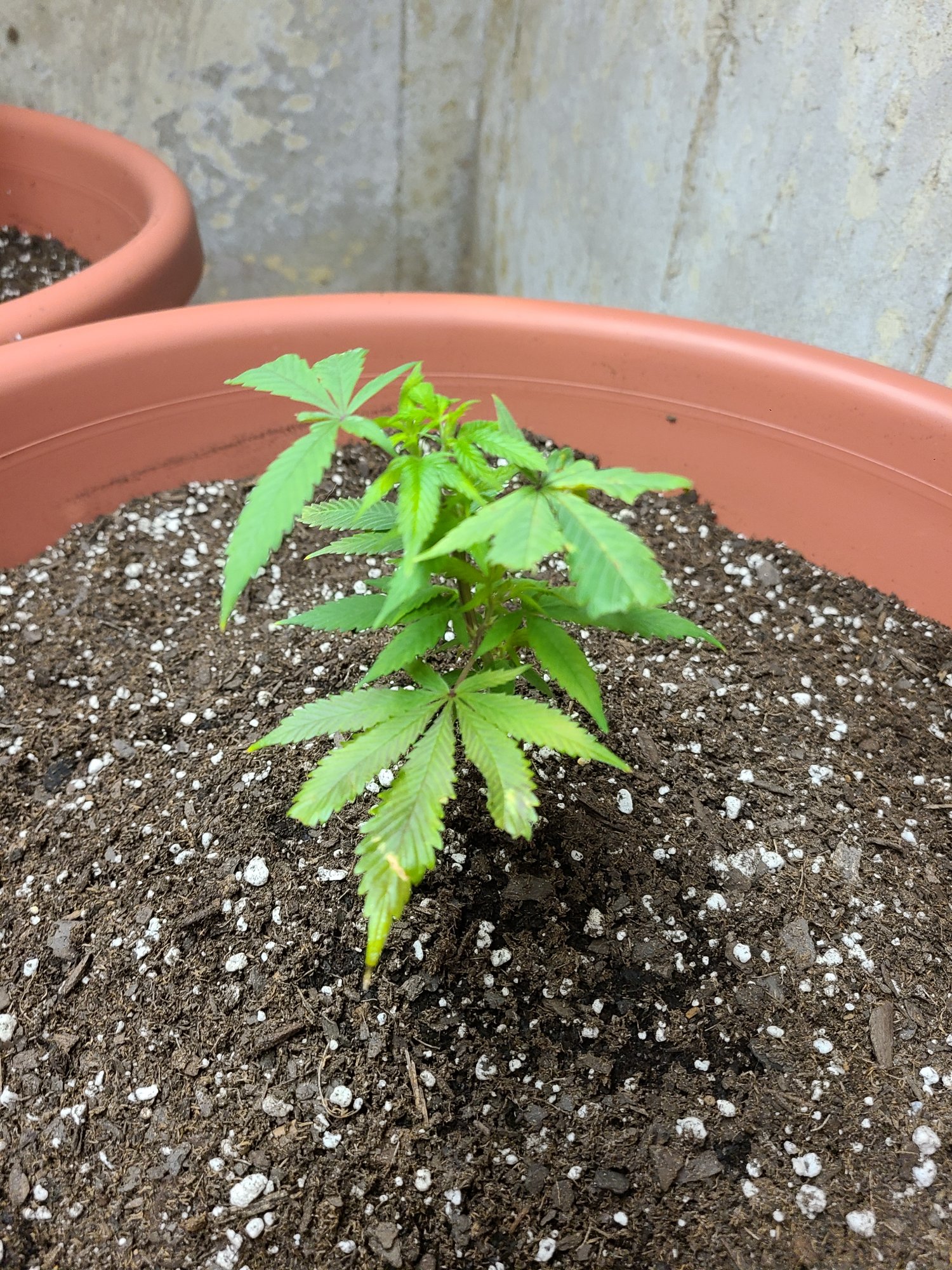 Need some help with my plants 2