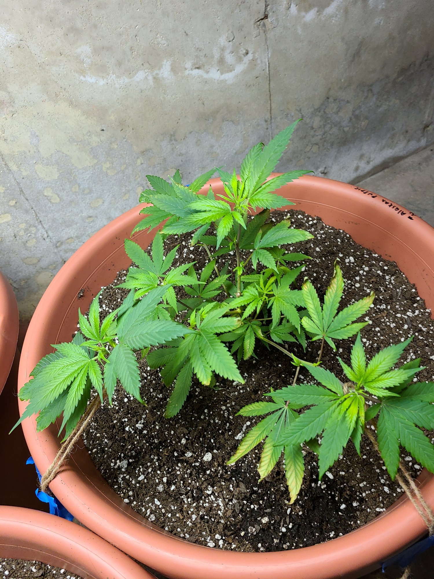 Need some help with my plants 4