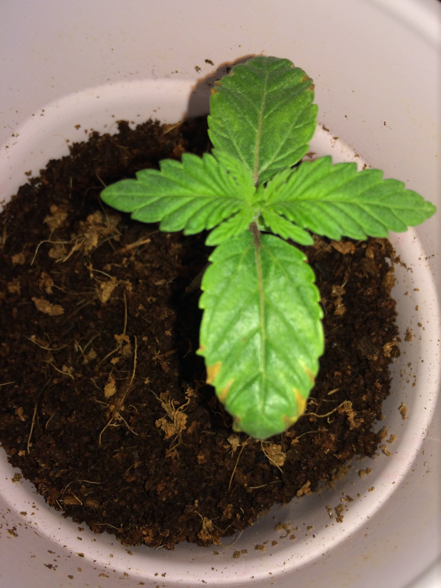 Need some help with seedlings early veg 2