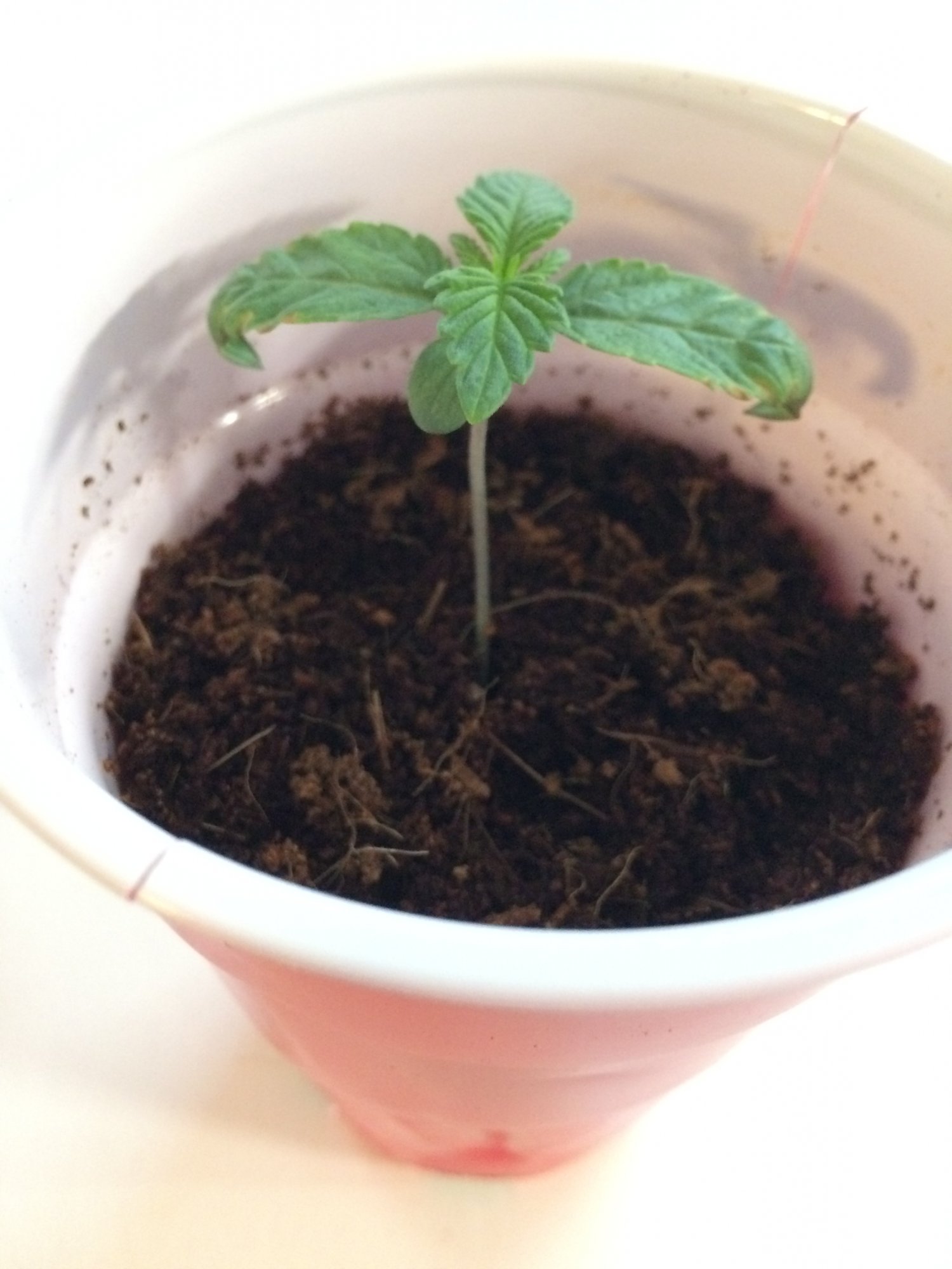 Need some help with seedlings early veg 3