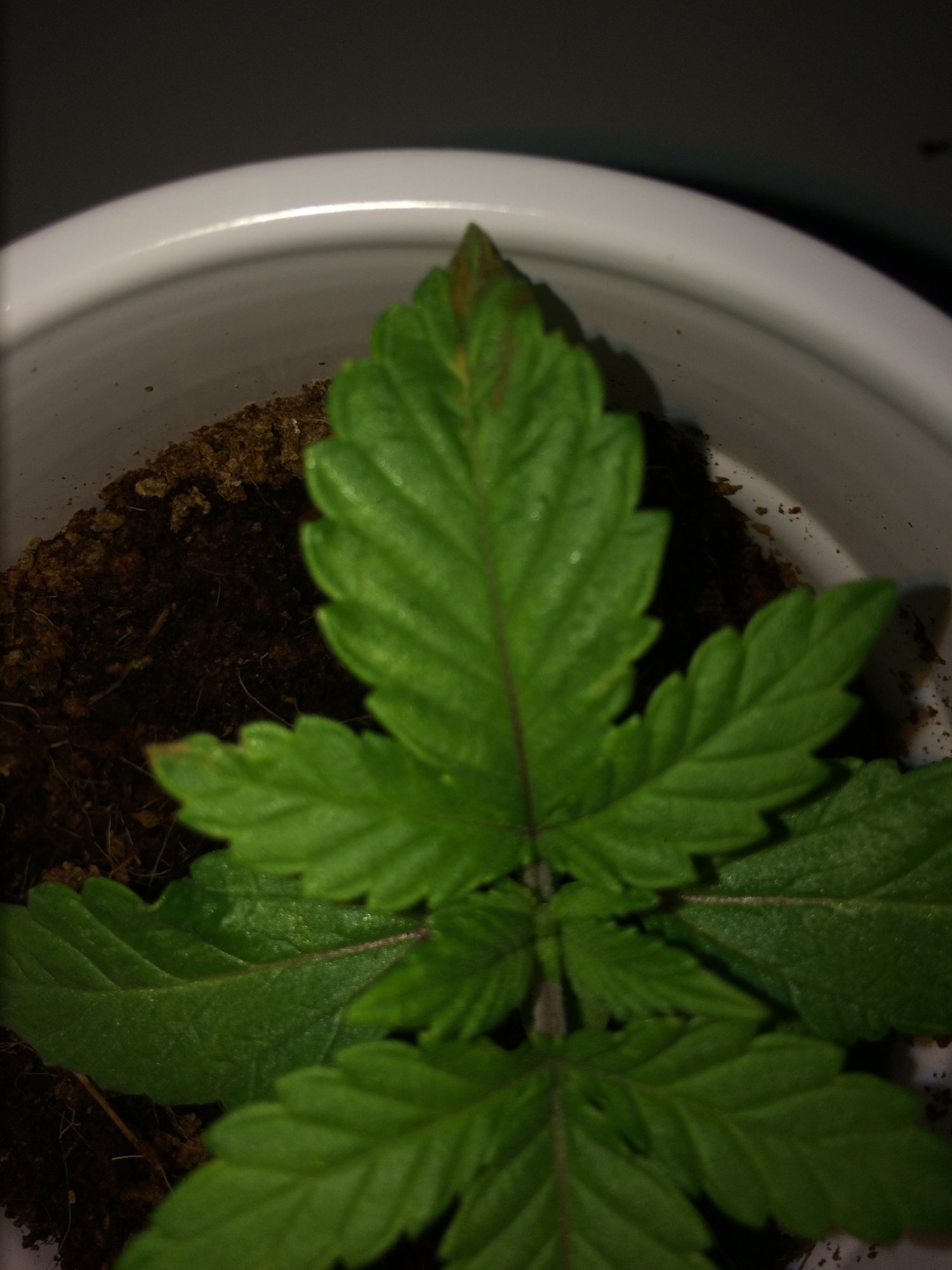 Need some help with seedlings early veg