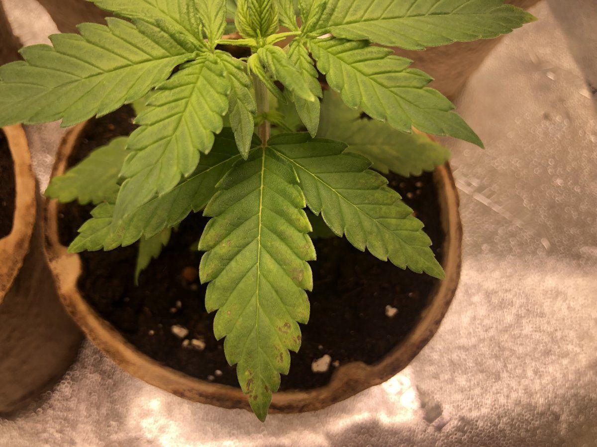 Need some help with whats happening to the plants 6