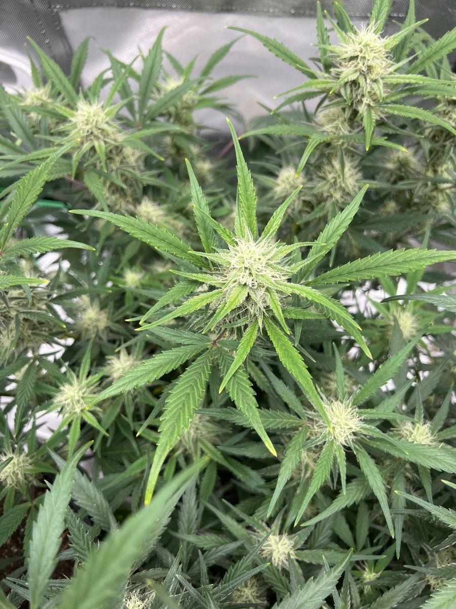 Need some help yellow tips turning brown and orangebrown spots 3